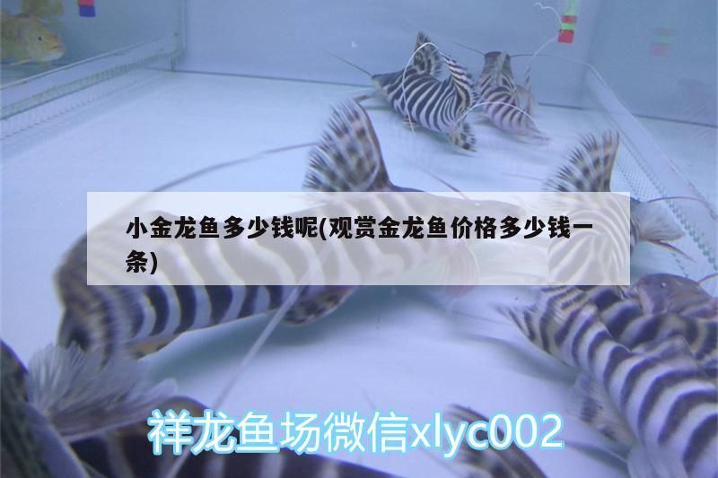 青龍魚 小金龍魚多少錢呢(觀賞金龍魚價格多少錢一條)(小金龍魚價格多少錢和觀賞金龍魚價格多少錢一條的介紹) 觀賞魚百科 小金龍魚多少錢呢(觀賞金龍魚價格多少錢一條)(小金龍魚價格多少錢和觀賞金龍魚價格多少錢一條的介紹) 小金龍魚多少錢呢(觀賞金龍魚價格多少錢一條)(小金龍魚價格多少錢和觀賞金龍魚價格多少錢一條的介紹) 觀賞魚百科