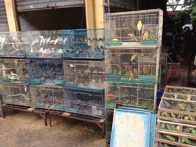 芳村花鳥魚市場搬哪里了：廣州芳村花鳥魚蟲市場已經搬遷至荔灣區芳村花鳥魚蟲市場