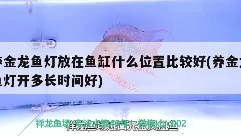 養金龍魚燈放在魚缸什么位置比較好(養金龍魚燈開多長時間好)（養金龍魚燈放在魚缸什么位置比較好） 養金龍魚燈放在魚缸什么位置比較好(養金龍魚燈開多長時間好)（養金龍魚燈放在魚缸什么位置比較好） 觀賞魚百科