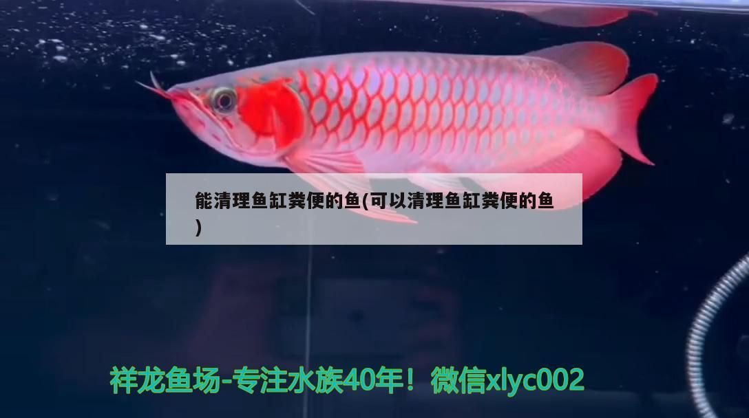 能清理魚缸糞便的魚(可以清理魚缸糞便的魚)（清理魚缸糞便的魚有哪些） 能清理魚缸糞便的魚(可以清理魚缸糞便的魚)（清理魚缸糞便的魚有哪些） 觀賞魚百科
