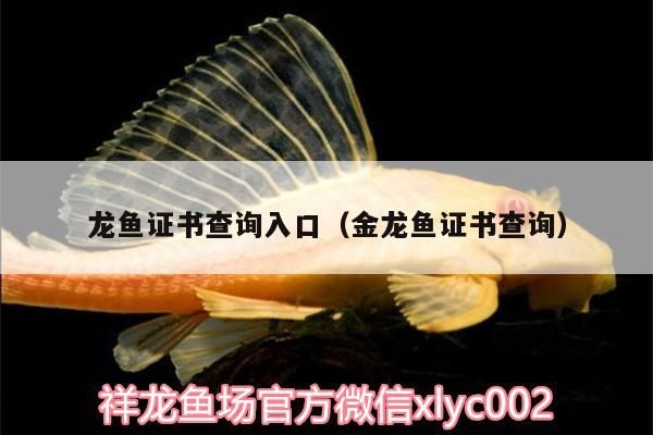 龍魚證書查詢入口（金龍魚證書查詢）（關于龍魚證書查詢入口的介紹）