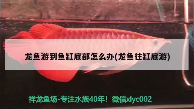 龍魚游到魚缸底部怎么辦(龍魚往缸底游)（金龍魚游到魚缸底部怎么辦）