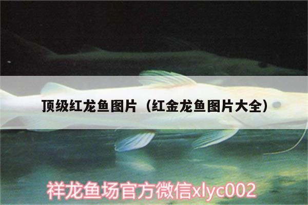 頂級(jí)紅龍魚圖片（紅金龍魚圖片大全）（紅金龍魚圖片大全） 頂級(jí)紅龍魚圖片（紅金龍魚圖片大全）（紅金龍魚圖片大全） 觀賞魚百科