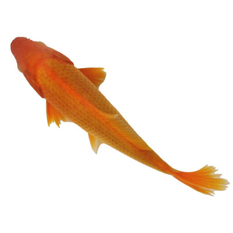 白玉龍魚吃什么最好(金龍魚可以吃什么最好)（白玉龍魚吃什么最好）