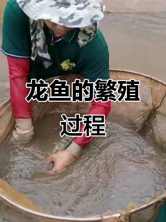 南平龍魚（五夫龍魚戲）