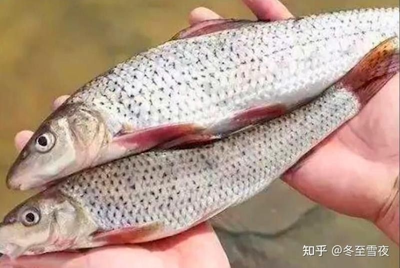 東北八大名魚（東北十大名魚排名聚能環磁驅黑龍江十大名魚哪種最合你胃口千萬度） 東北八大名魚（東北十大名魚排名聚能環磁驅黑龍江十大名魚哪種最合你胃口千萬度） 觀賞魚百科 第1張