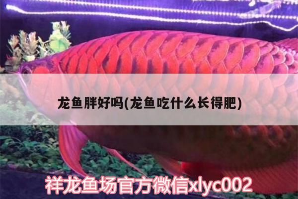 龍魚胖好嗎(龍魚吃什么長得肥)（龍魚吃什么長得肥）