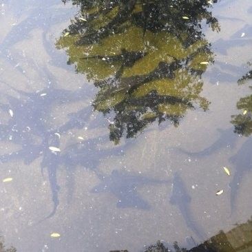 泗水鱘魚價格表（山東濟寧泗水鱘魚價格表）