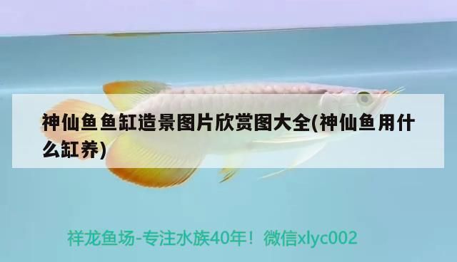 神仙魚魚缸造景圖片欣賞圖大全(神仙魚用什么缸養)（客廳大魚缸圖片欣賞圖大全）