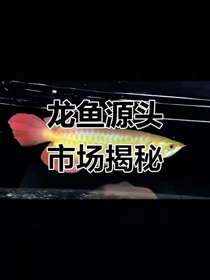 附近購觀嘗金龍魚的店（廣州百億城龍魚批發(fā)市場探秘） 附近購觀嘗金龍魚的店（廣州百億城龍魚批發(fā)市場探秘） 觀賞魚百科 第2張