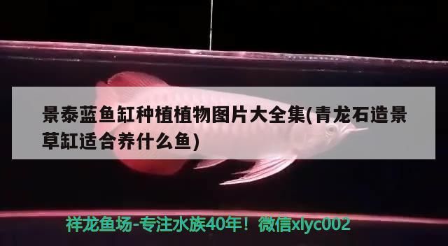 景泰藍魚缸種植植物圖片大全集(青龍石造景草缸適合養(yǎng)什么魚)（景泰藍魚缸種植植物圖片大全）