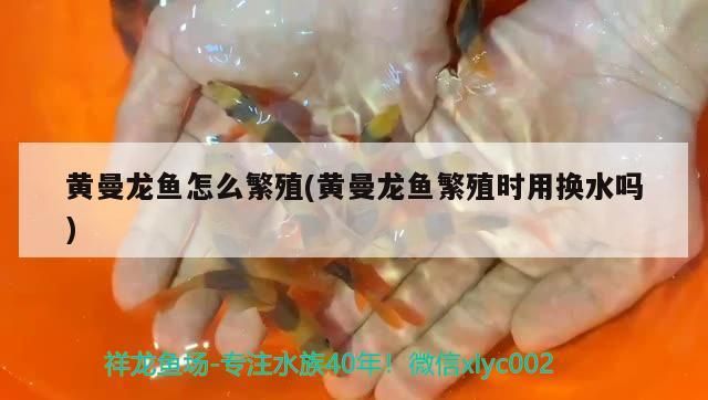 黃曼龍魚怎么繁殖(黃曼龍魚繁殖時用換水嗎)（黃曼龍魚怎么繁殖）