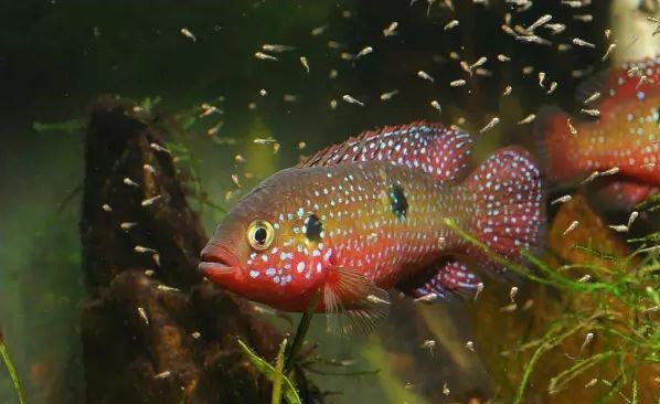 北方戶外養(yǎng)殖觀賞魚（北方戶外養(yǎng)殖觀賞魚注意事項在北方戶外養(yǎng)殖觀賞魚的注意事項） 北方戶外養(yǎng)殖觀賞魚（北方戶外養(yǎng)殖觀賞魚注意事項在北方戶外養(yǎng)殖觀賞魚的注意事項） 觀賞魚百科 第3張