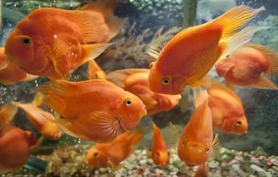 北方戶外養(yǎng)殖觀賞魚（北方戶外養(yǎng)殖觀賞魚注意事項在北方戶外養(yǎng)殖觀賞魚的注意事項） 北方戶外養(yǎng)殖觀賞魚（北方戶外養(yǎng)殖觀賞魚注意事項在北方戶外養(yǎng)殖觀賞魚的注意事項） 觀賞魚百科 第4張
