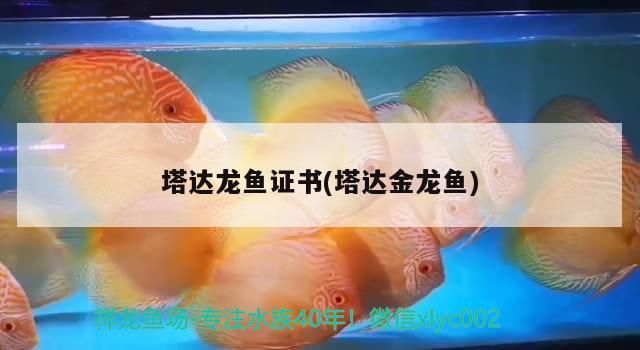 塔達龍魚證書(塔達金龍魚)（塔達金龍魚證書）