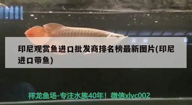 印尼觀賞魚進口批發(fā)商排名榜最新圖片(印尼進口帶魚)（印尼觀賞魚觀賞魚進口批發(fā)商排名榜最新圖片）