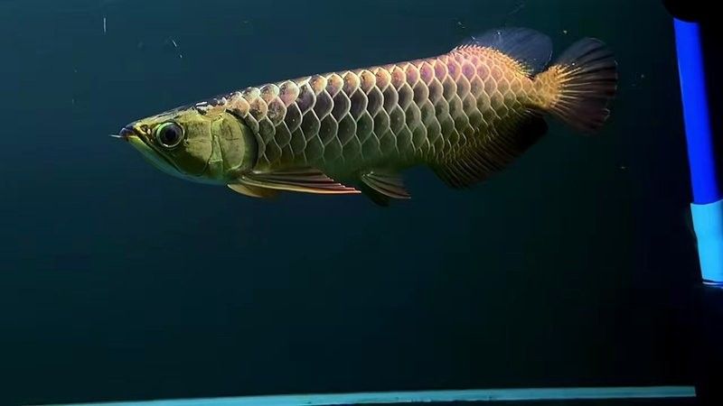 觀賞金龍魚（關于觀賞金龍魚的詳細介紹） 觀賞金龍魚（關于觀賞金龍魚的詳細介紹） 觀賞魚百科 第8張