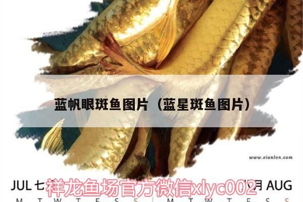 藍帆眼斑魚圖片（藍星斑魚圖片）（藍帆眼斑魚圖片） 藍帆眼斑魚圖片（藍星斑魚圖片）（藍帆眼斑魚圖片） 觀賞魚百科