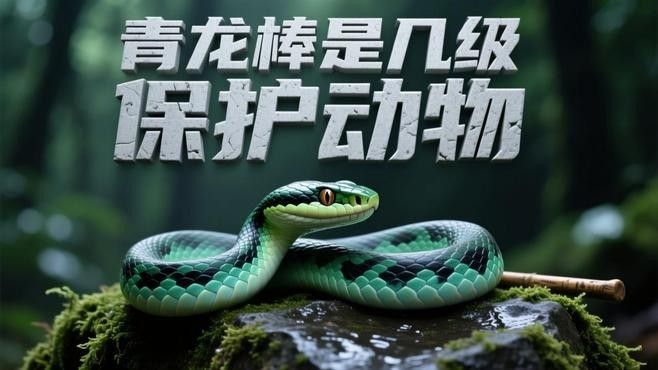 青龍棒是幾級保護(hù)動物（神秘的“青龍棒”:長江上游的珍稀魚種）