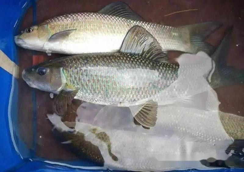 青龍棒是幾級保護動物（神秘的“青龍棒”:長江上游的珍稀魚種）