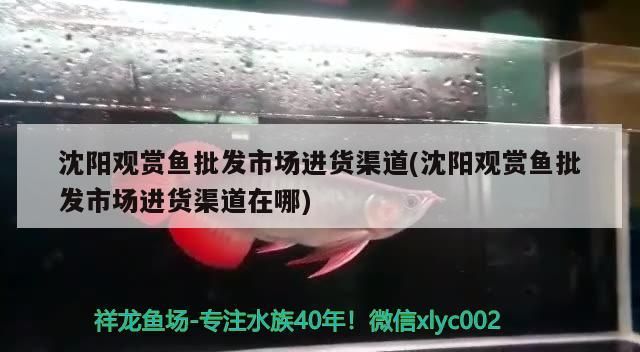 沈陽觀賞魚批發(fā)市場進貨渠道(沈陽觀賞魚批發(fā)市場進貨渠道在哪)（沈陽觀賞魚批發(fā)市場）