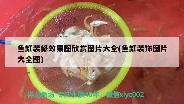 魚(yú)缸裝修效果圖欣賞圖片大全(魚(yú)缸裝飾圖片大全圖)（客廳魚(yú)缸放在客廳什么位置最好）