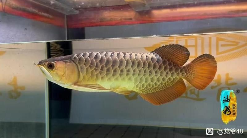 龍魚吧（龍魚吧有哪些資深養魚者） 龍魚吧（龍魚吧有哪些資深養魚者） 觀賞魚百科 第1張