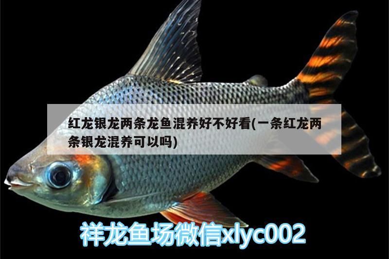 紅龍銀龍兩條龍魚混養(yǎng)好不好看(一條紅龍兩條銀龍混養(yǎng)可以嗎)（紅龍銀龍兩條龍魚混養(yǎng)好不好看）