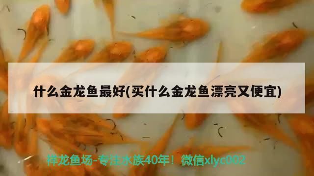 什么金龍魚最好(買什么金龍魚漂亮又便宜)（什么樣的龍魚最好）