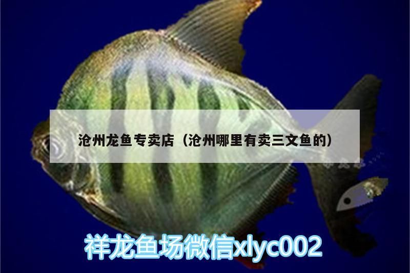 滄州龍魚專賣店（滄州哪里有賣三文魚的）（滄州哪里有賣三文魚的）