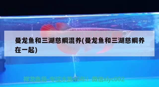 曼龍魚和三湖慈鯛混養(曼龍魚和三湖慈鯛養在一起)（曼龍魚和三湖慈鯛混養和曼龍魚和三湖慈鯛混養和三湖慈鯛混養） 曼龍魚和三湖慈鯛混養(曼龍魚和三湖慈鯛養在一起)（曼龍魚和三湖慈鯛混養和曼龍魚和三湖慈鯛混養和三湖慈鯛混養） 觀賞魚百科