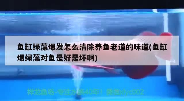 龍魚蒙眼應該怎么治療呢視頻講解（銀龍魚得了蒙眼病怎么治）（銀龍魚蒙眼病怎么辦） 龍魚蒙眼應該怎么治療呢視頻講解（銀龍魚得了蒙眼病怎么治）（銀龍魚蒙眼病怎么辦） 觀賞魚百科 第2張