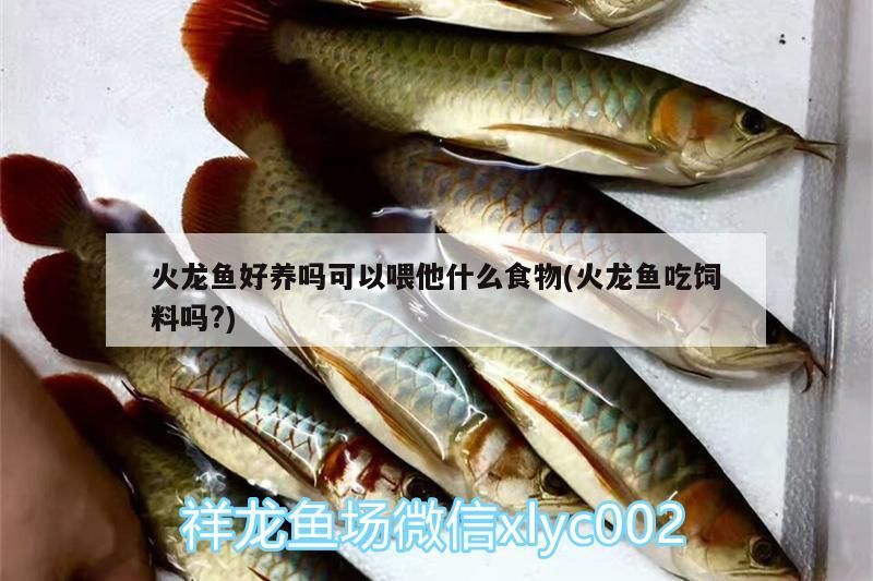 魚缸過濾器選購指南:自制魚缸過濾器魚缸上置過濾器對于養魚愛好者的必備知識 火龍魚好養嗎可以喂他什么食物(火龍魚吃飼料嗎?)(中國火龍魚好養嗎可以喂他什么食物) 觀賞魚百科 火龍魚好養嗎可以喂他什么食物(火龍魚吃飼料嗎?)(中國火龍魚好養嗎可以喂他什么食物) 火龍魚好養嗎可以喂他什么食物(火龍魚吃飼料嗎?)(中國火龍魚好養嗎可以喂他什么食物) 觀賞魚百科