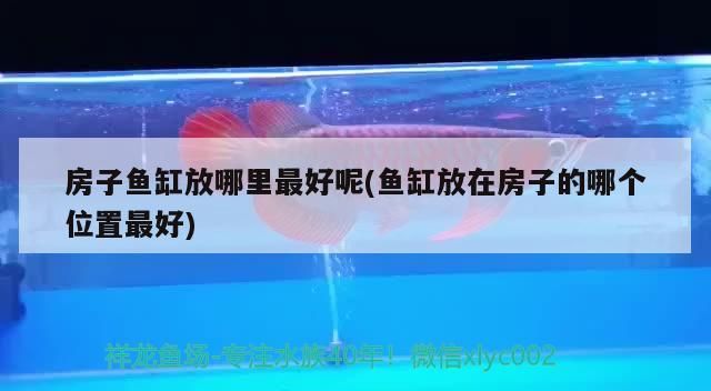 房子魚缸放哪里最好呢(魚缸放在房子的哪個位置最好)（家里面的魚缸放在什么位置最合適）