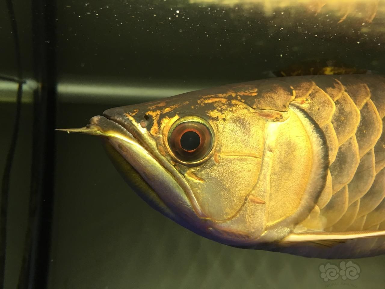 龍魚掉眼預防措施(龍魚掉眼有必要治嗎)(如何預防龍魚掉眼) 觀賞魚百科 第1張 龍魚掉眼預防措施(龍魚掉眼有必要治嗎)(如何預防龍魚掉眼) 龍魚掉眼預防措施(龍魚掉眼有必要治嗎)(如何預防龍魚掉眼) 觀賞魚百科 第1張