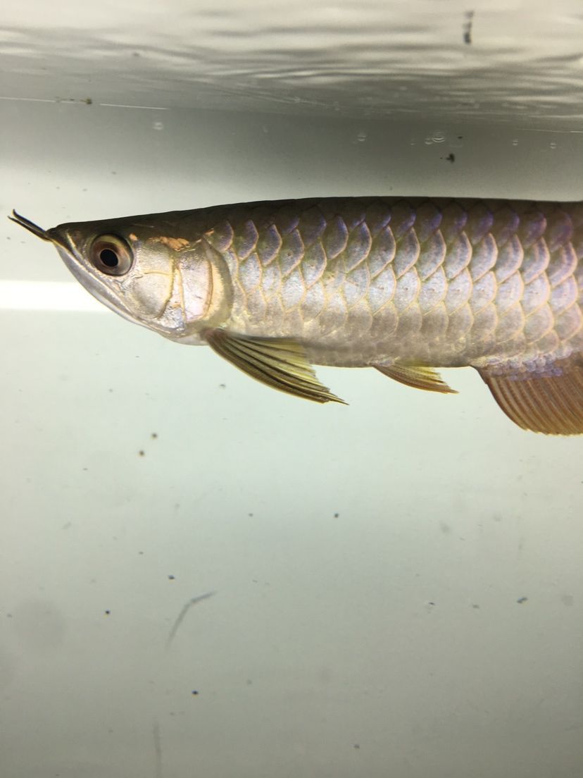 龍魚掉眼預防措施(龍魚掉眼有必要治嗎)(如何預防龍魚掉眼) 觀賞魚百科 第2張 龍魚掉眼預防措施(龍魚掉眼有必要治嗎)(如何預防龍魚掉眼) 龍魚掉眼預防措施(龍魚掉眼有必要治嗎)(如何預防龍魚掉眼) 觀賞魚百科 第2張