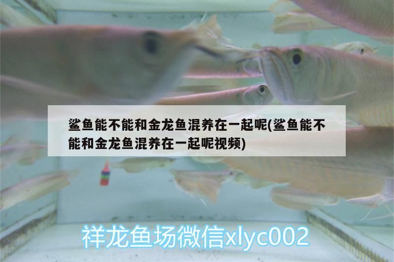 魚缸 鯊魚能不能和金龍魚混養(yǎng)在一起呢(鯊魚能不能和金龍魚混養(yǎng)在一起呢視頻)(祥龍魚與虎頭鯊不宜混養(yǎng)在一起和金龍魚混養(yǎng)在一起呢) 觀賞魚百科 鯊魚能不能和金龍魚混養(yǎng)在一起呢(鯊魚能不能和金龍魚混養(yǎng)在一起呢視頻)(祥龍魚與虎頭鯊不宜混養(yǎng)在一起和金龍魚混養(yǎng)在一起呢) 鯊魚能不能和金龍魚混養(yǎng)在一起呢(鯊魚能不能和金龍魚混養(yǎng)在一起呢視頻)(祥龍魚與虎頭鯊不宜混養(yǎng)在一起和金龍魚混養(yǎng)在一起呢) 觀賞魚百科