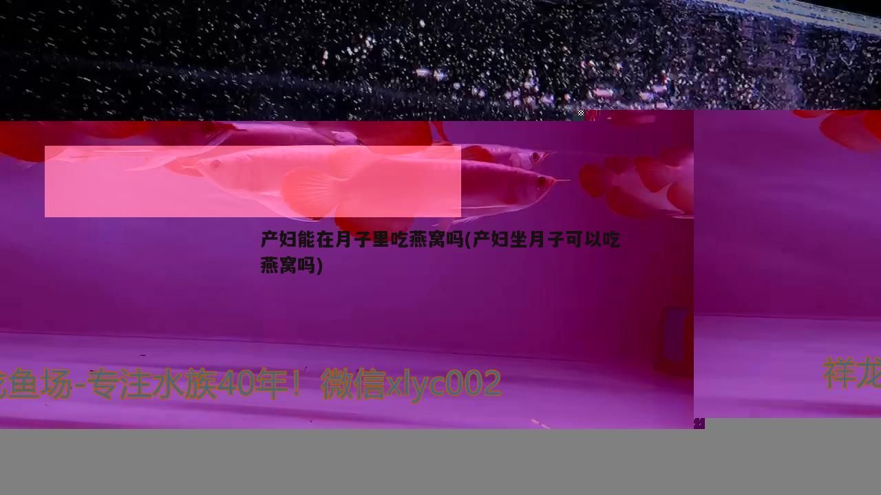 產婦能在月子里吃燕窩嗎(產婦坐月子可以吃燕窩嗎)（產婦坐月子可以吃燕窩嗎）