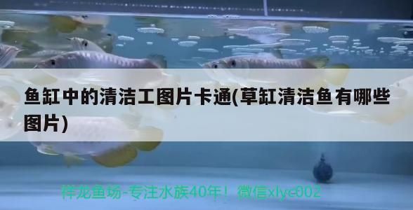魚缸用增氧泵價(jià)格是多少:魚缸增氧機(jī)-xtrac增氧機(jī)-xtrac增氧機(jī) 魚缸中的清潔工圖片卡通(草缸清潔魚有哪些圖片)(魚缸中的清潔工圖片卡通) 觀賞魚百科 魚缸中的清潔工圖片卡通(草缸清潔魚有哪些圖片)(魚缸中的清潔工圖片卡通) 魚缸中的清潔工圖片卡通(草缸清潔魚有哪些圖片)(魚缸中的清潔工圖片卡通) 觀賞魚百科
