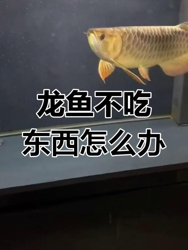 龍魚吃東西感覺看不見（龍魚吃東西感覺看不見，龍魚在進食時表現出“看不見”的感覺） 龍魚吃東西感覺看不見（龍魚吃東西感覺看不見，龍魚在進食時表現出“看不見”的感覺） 觀賞魚百科 第3張