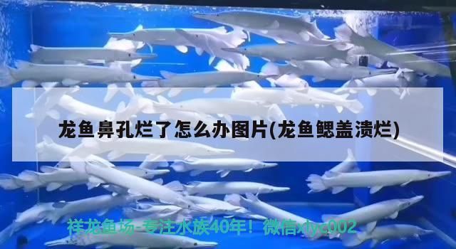 紅龍魚用黃燈烤有用嗎 龍魚鼻孔爛了怎么辦圖片(龍魚鰓蓋潰爛)(關于龍魚鼻孔爛了怎么辦) 觀賞魚百科 龍魚鼻孔爛了怎么辦圖片(龍魚鰓蓋潰爛)(關于龍魚鼻孔爛了怎么辦) 龍魚鼻孔爛了怎么辦圖片(龍魚鰓蓋潰爛)(關于龍魚鼻孔爛了怎么辦) 觀賞魚百科