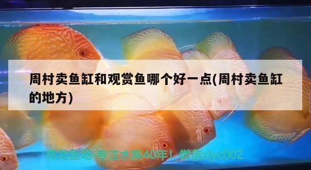 周村賣魚缸和觀賞魚哪個(gè)好一點(diǎn)(周村賣魚缸的地方)（周村賣魚缸和觀賞魚哪個(gè)好）