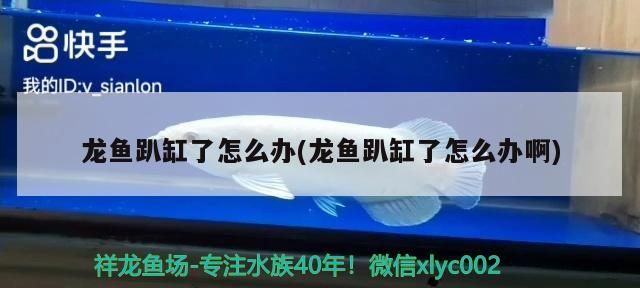 魚藥 龍魚趴缸了怎么辦(龍魚趴缸了怎么辦啊)(龍魚趴缸了怎么辦) 觀賞魚百科 龍魚趴缸了怎么辦(龍魚趴缸了怎么辦啊)(龍魚趴缸了怎么辦) 龍魚趴缸了怎么辦(龍魚趴缸了怎么辦啊)(龍魚趴缸了怎么辦) 觀賞魚百科