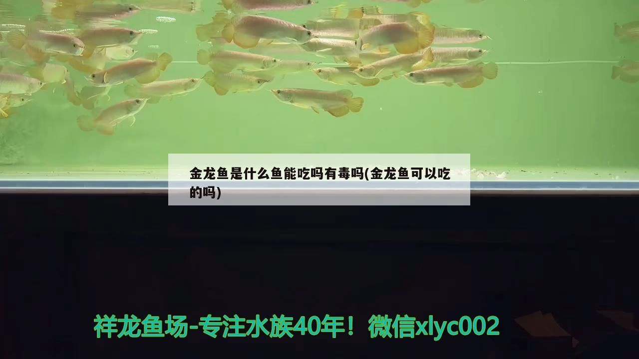 金龍魚是什么魚能吃嗎有毒嗎(金龍魚可以吃的嗎)（金龍魚是什么魚能吃嗎）