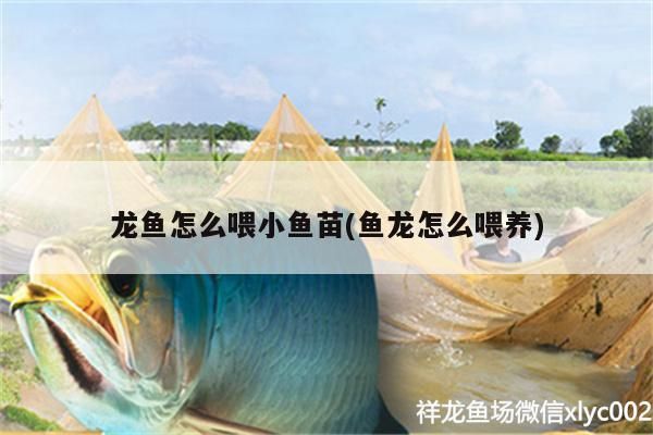 龍魚怎么喂小魚苗(魚龍怎么喂養)（龍魚怎么喂養、龍魚怎么喂小魚苗） 龍魚怎么喂小魚苗(魚龍怎么喂養)（龍魚怎么喂養、龍魚怎么喂小魚苗） 觀賞魚百科