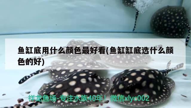 魚(yú)缸底用什么顏色最好看(魚(yú)缸缸底選什么顏色的好)（魚(yú)缸底用什么顏色最好看）
