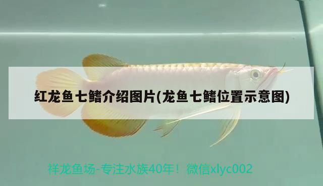 紅龍魚七鰭介紹圖片(龍魚七鰭位置示意圖)（紅龍魚七鰭介紹） 紅龍魚七鰭介紹圖片(龍魚七鰭位置示意圖)（紅龍魚七鰭介紹） 觀賞魚百科