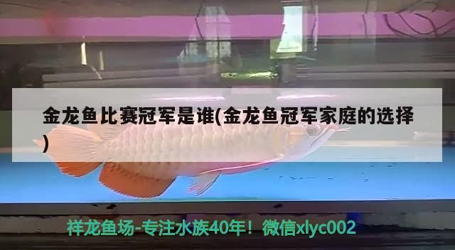 金龍魚比賽冠軍是誰(金龍魚冠軍家庭的選擇)（《金龍魚冠軍家庭的選擇》）