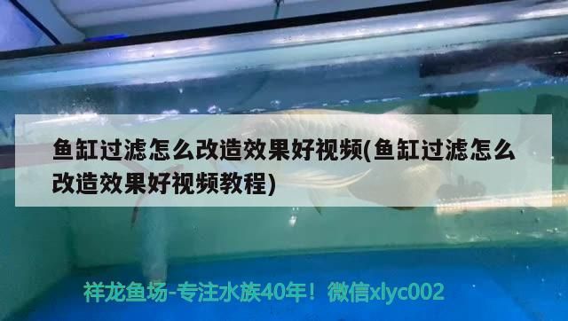 魚缸過濾怎么改造效果好視頻(魚缸過濾怎么改造效果好視頻教程)（魚缸過濾怎么改造效果好） 魚缸過濾怎么改造效果好視頻(魚缸過濾怎么改造效果好視頻教程)（魚缸過濾怎么改造效果好） 觀賞魚百科