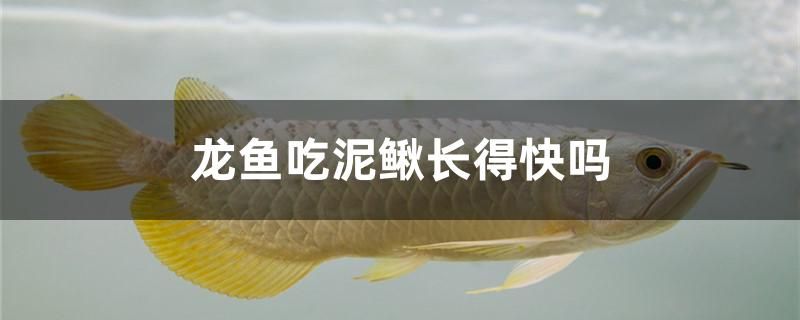 龍魚吃泥鰍長得快嗎（龍魚吃泥鰍長得快嗎，）